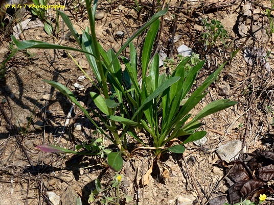 {Erigeron allisonii}